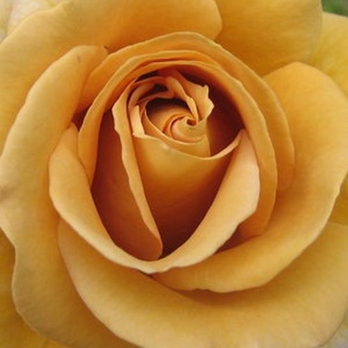 Magazinul de Trandafiri - trandafir pentru straturi Grandiflora - Floribunda - galben - Rosa Honey Dijon - trandafir cu parfum intens - James A. Sproul - ,-